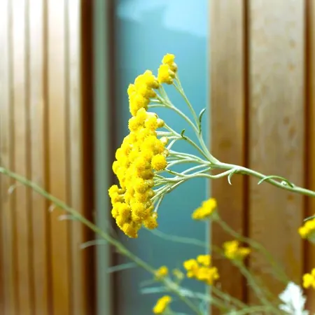 The Coach House بيت ضيافة ويندرمير